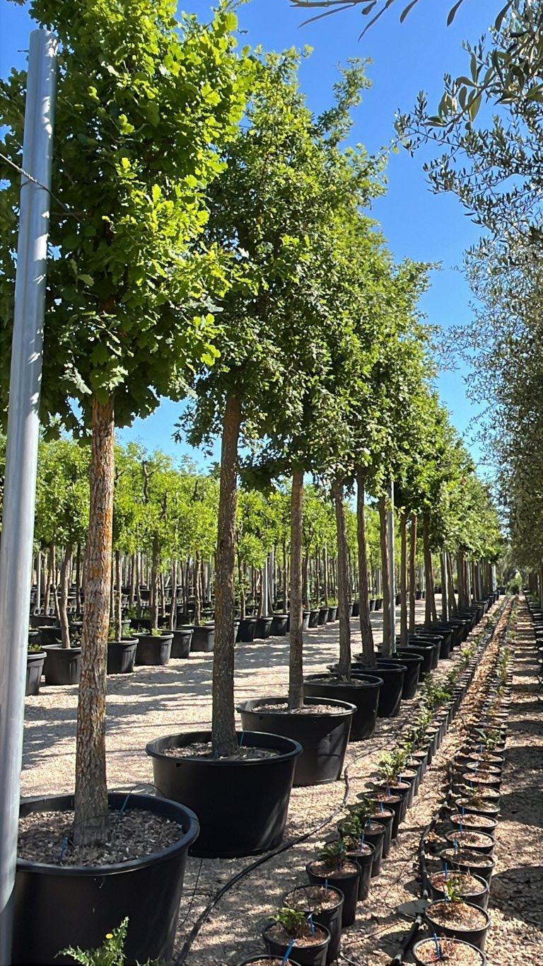 QUERCUS F.C PUBESCENS