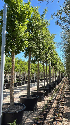 QUERCUS F.C PUBESCENS