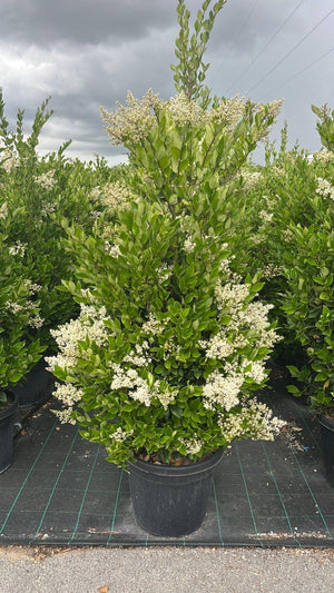 LIGUSTRUM TEXANUM