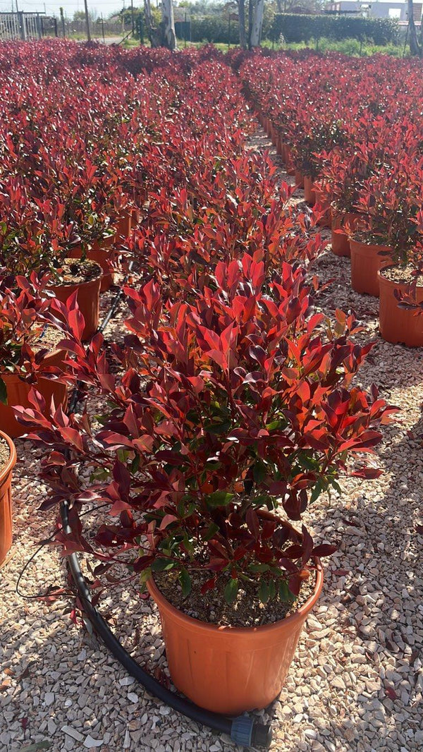 PHOTINIA X FRASERI DYNAMO RED