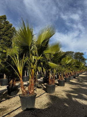 WASHINGTONIA ROBUSTA
