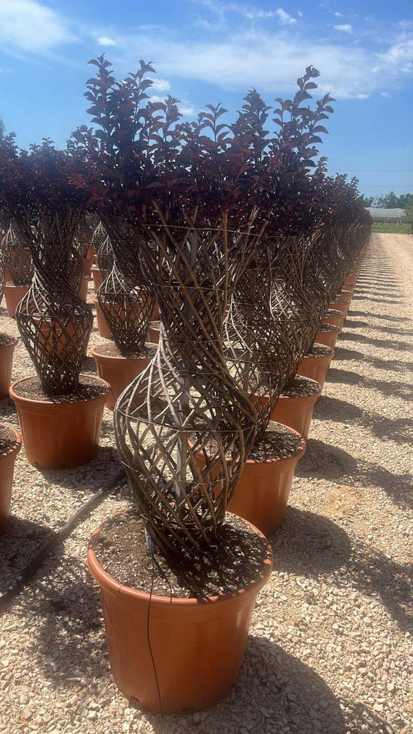 LAGERSTROEMIA INDICA BLACK