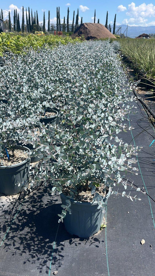 EUCALYPTUS GUNNII SILVERANA