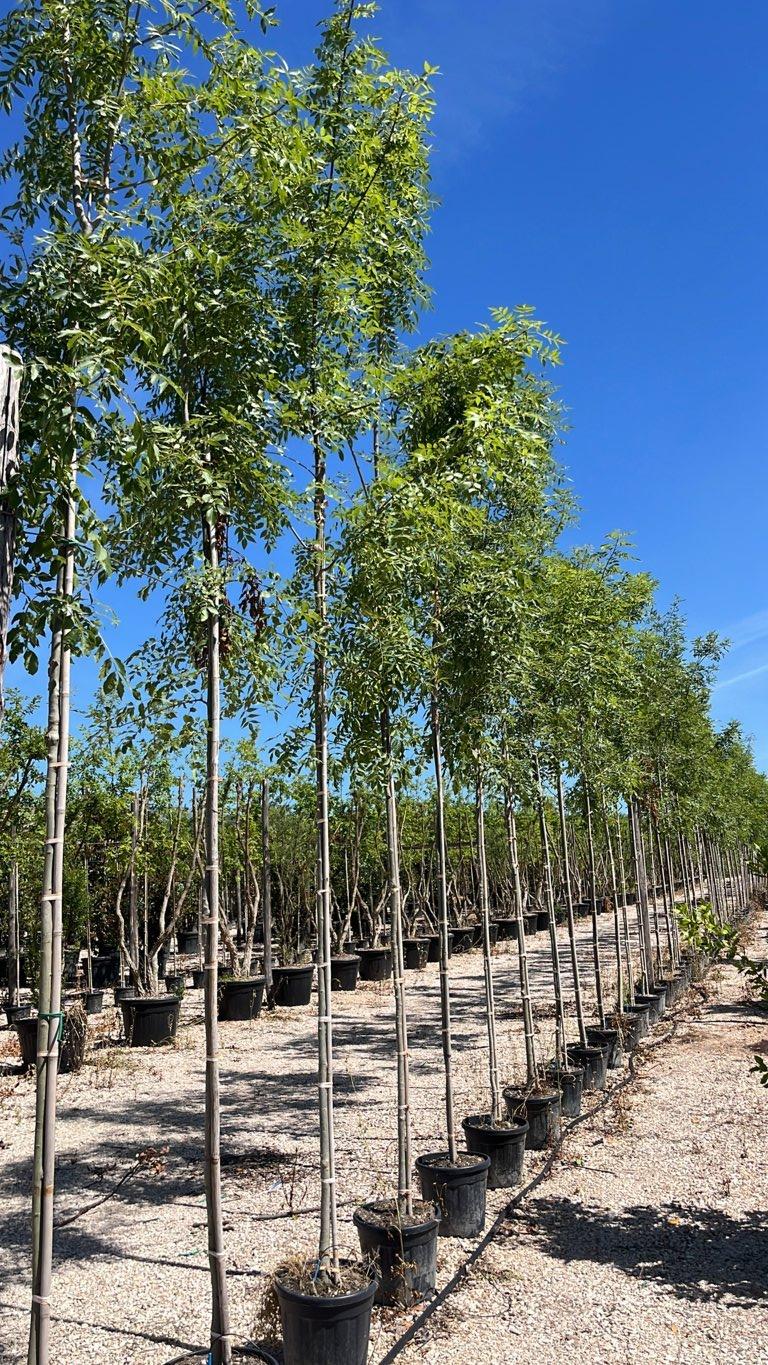 FRAXINUS ANGUSTIFOLIA