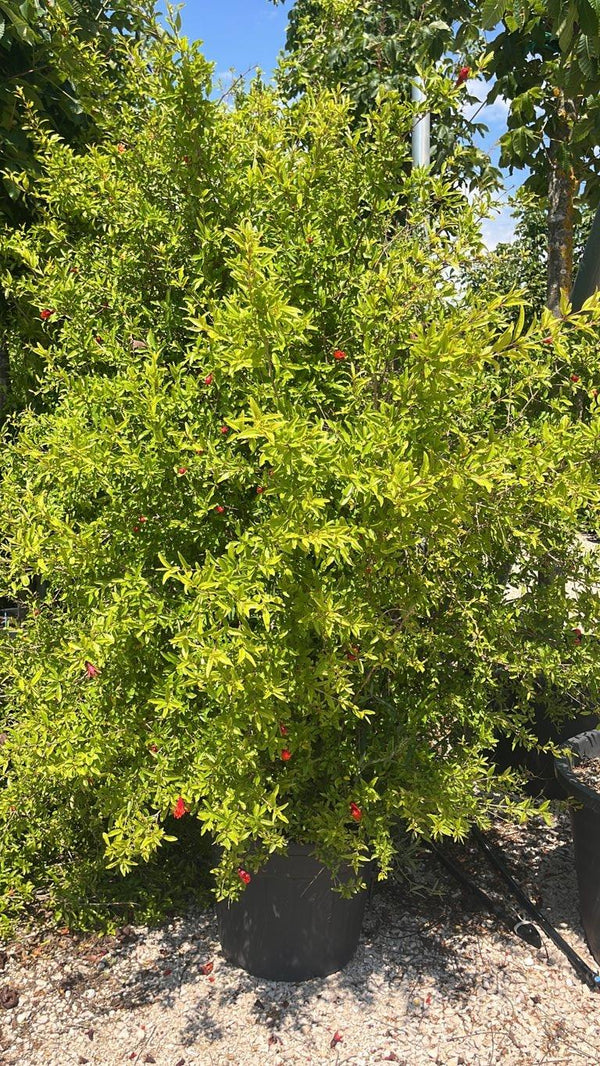 PUNICA F. GRANATUM