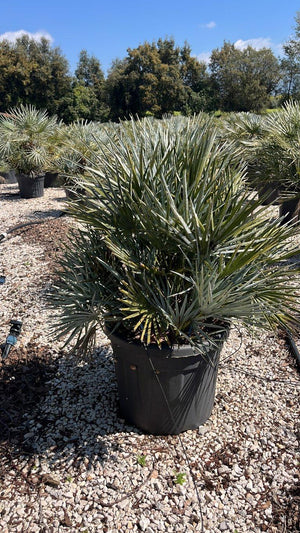 CHAMAEROPS HUMILIS CERIFERA