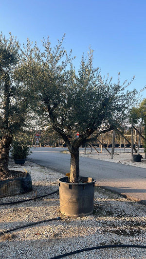 OLEA EUROPEA