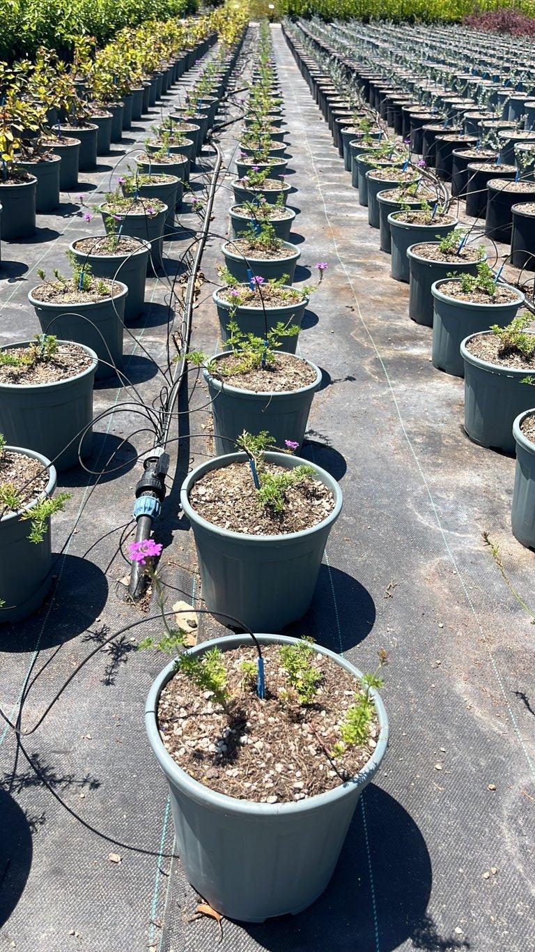 VERBENA HYBRIDA