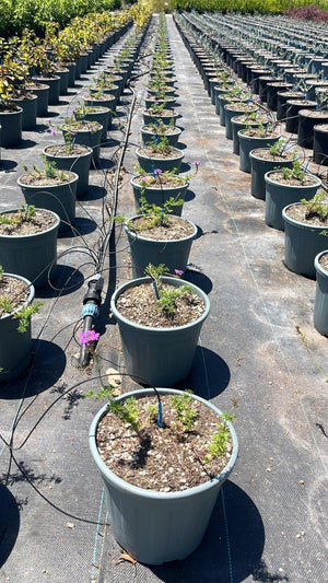 VERBENA HYBRIDA