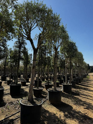 OLEA EUROPEA