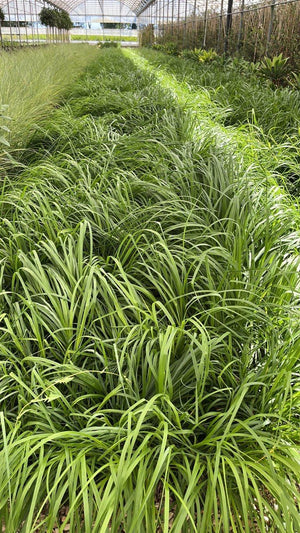 PENNISETUM ALOPECUROIDES RED HEAD