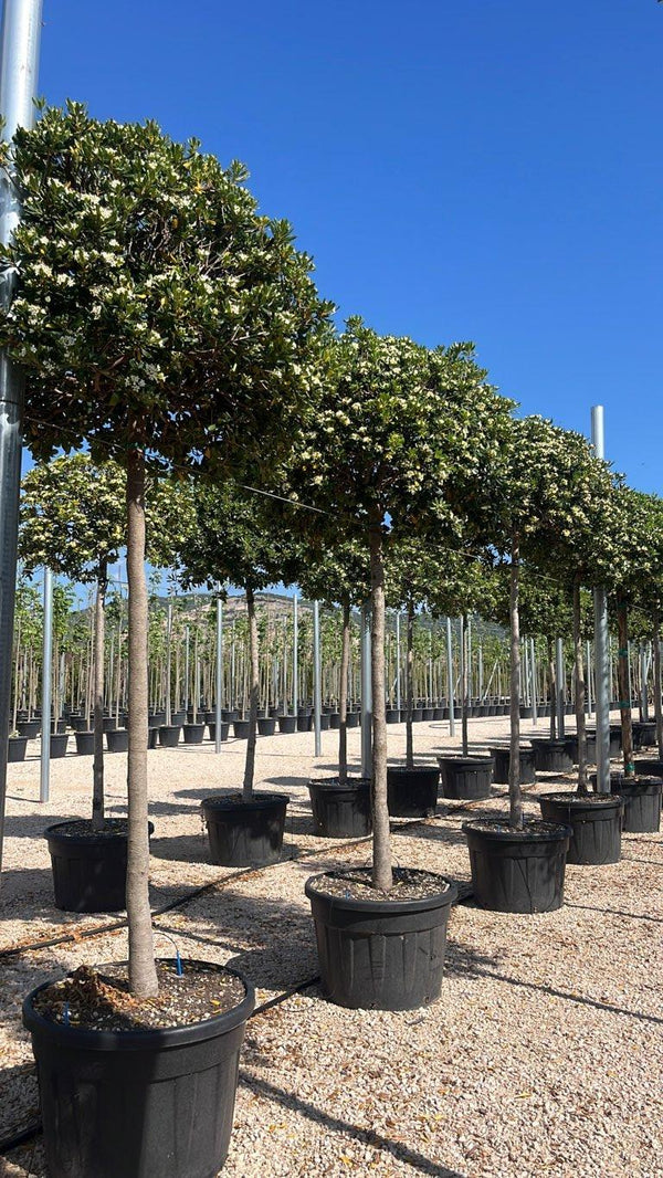 PITTOSPORUM TOBIRA