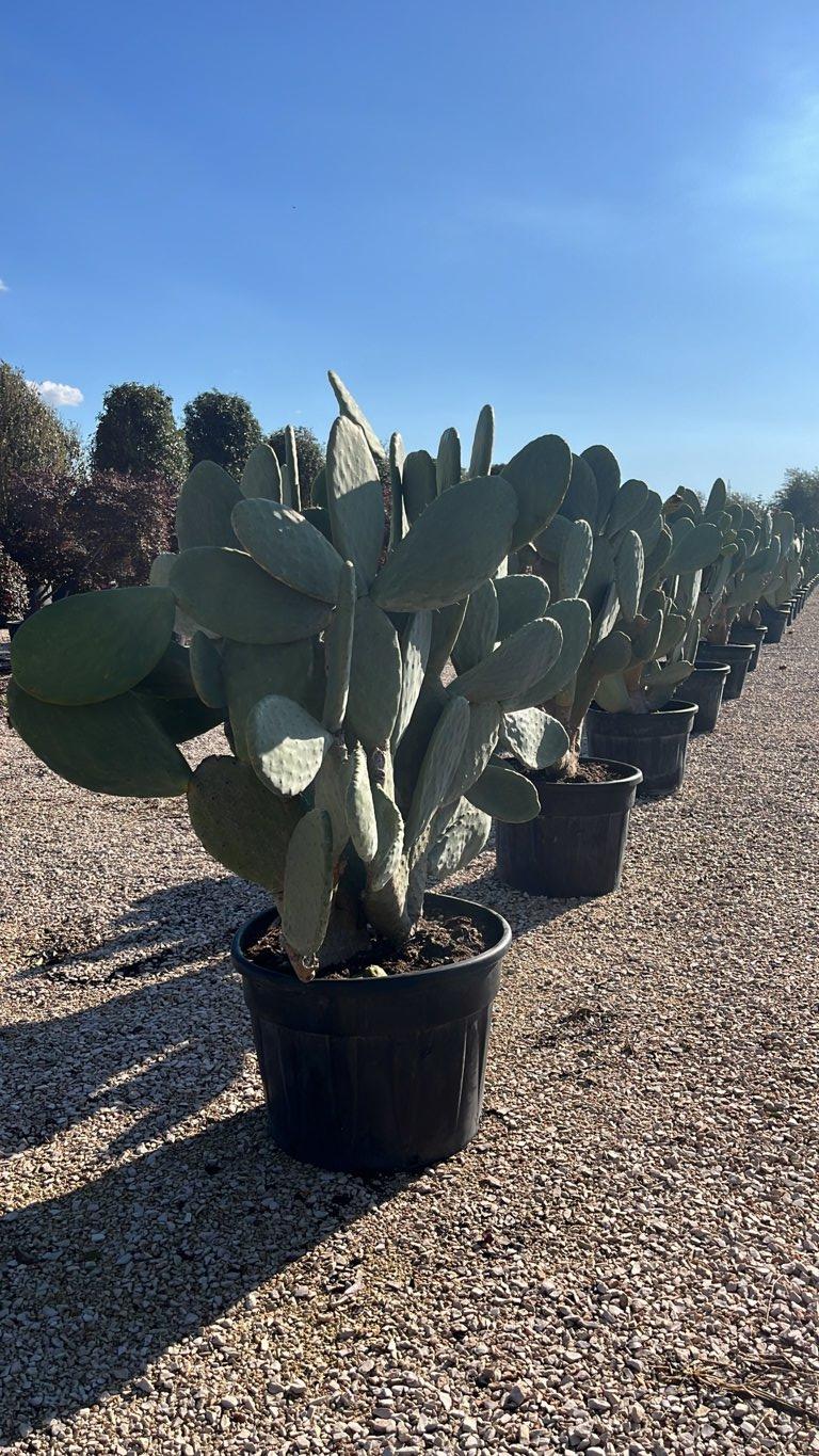 OPUNTIA FICUS - INDICA