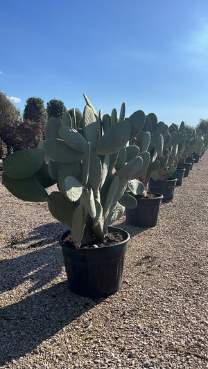 OPUNTIA FICUS - INDICA