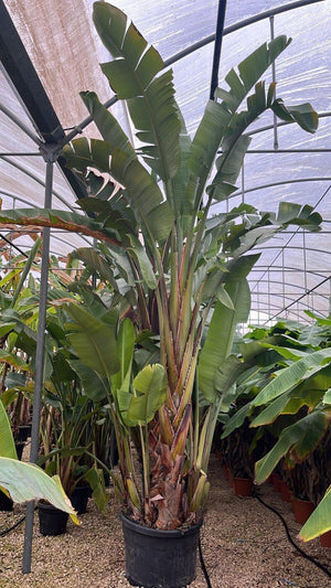 STRELITZIA NICOLAI