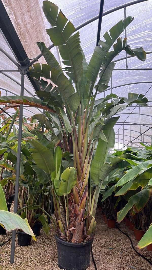 STRELITZIA NICOLAI