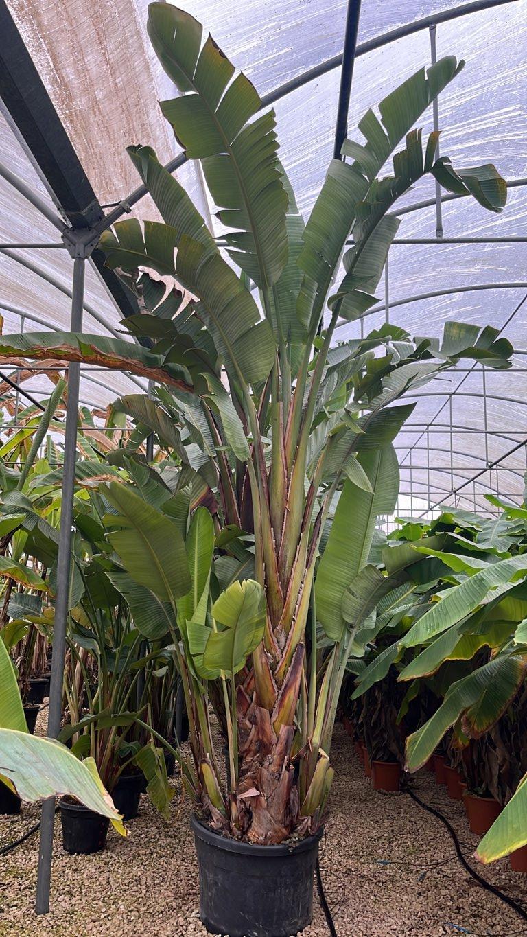 STRELITZIA NICOLAI