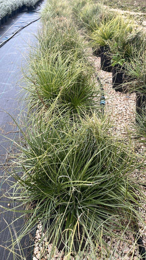PUYA COERULEA VIOLACEA