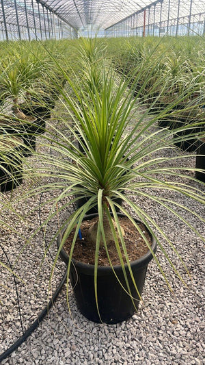 BEAUCARNEA RECURVATA