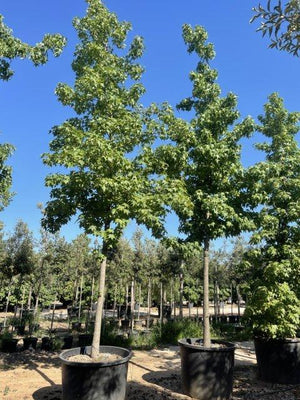 LIQUIDAMBAR STYRACIFLUA