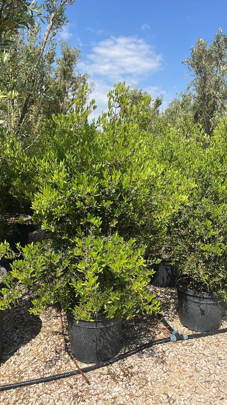 PHYLLIREA ANGUSTIFOLIA ROSMARINIFOLIA
