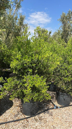 PHYLLIREA ANGUSTIFOLIA ROSMARINIFOLIA