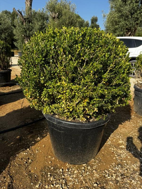 BUXUS SEMPERVIRENS FAULKNER