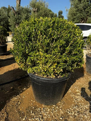 BUXUS SEMPERVIRENS FAULKNER