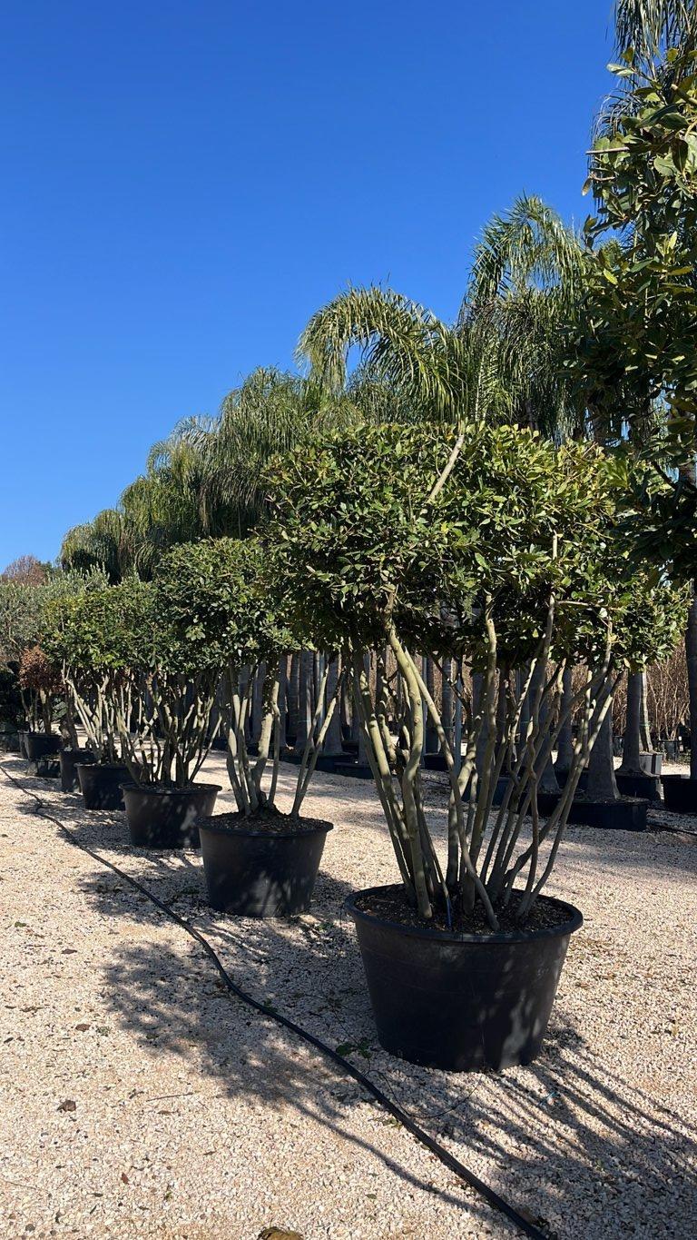 LAURUS NOBILIS