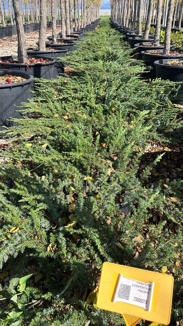 JUNIPERUS CONFERTA BLUE PACIFIC