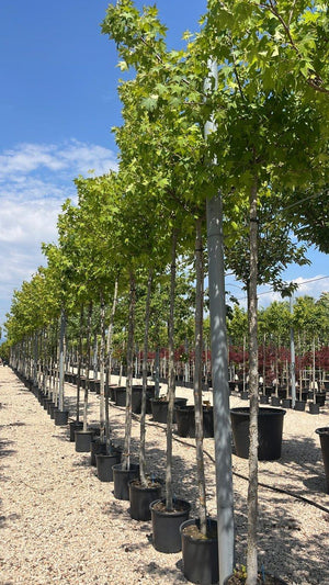 LIQUIDAMBAR STYRACIFLUA PENDULA