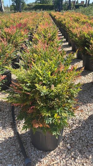 NANDINA DOMESTICA GULF STREAM