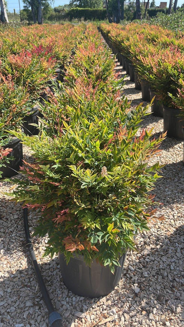 NANDINA DOMESTICA GULF STREAM