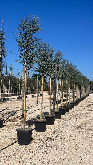 EUCALYPTUS GUNNII