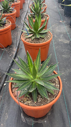 AGAVE LOPHANTHA SPLENDIDA