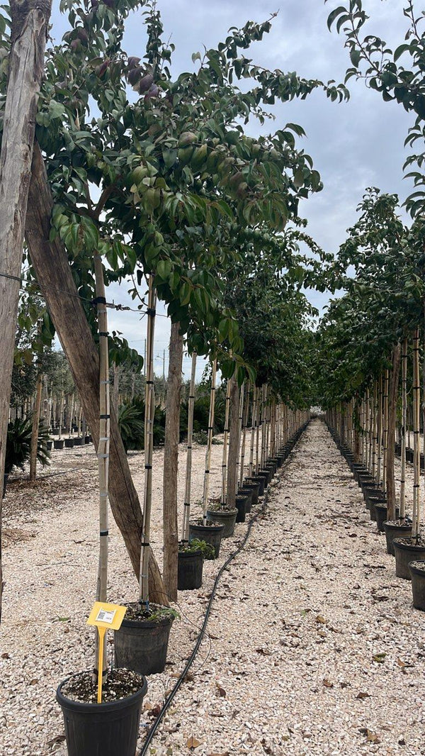 LIGUSTRUM JAPONICUM