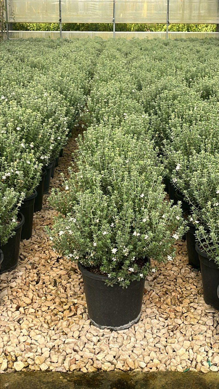 WESTRINGIA FRUTICOSA COMPACTA