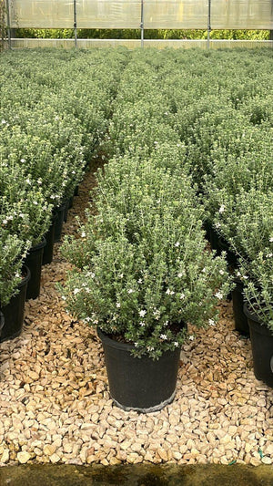 WESTRINGIA FRUTICOSA COMPACTA
