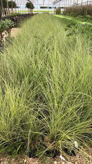 MISCANTHUS SINENSIS MORNING LIGHT