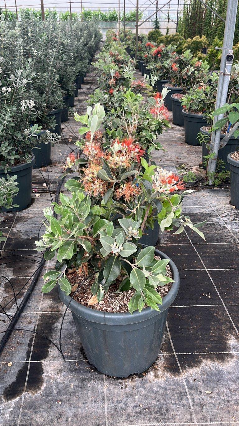 METROSIDEROS THOMASII