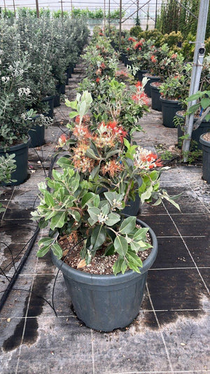 METROSIDEROS THOMASII