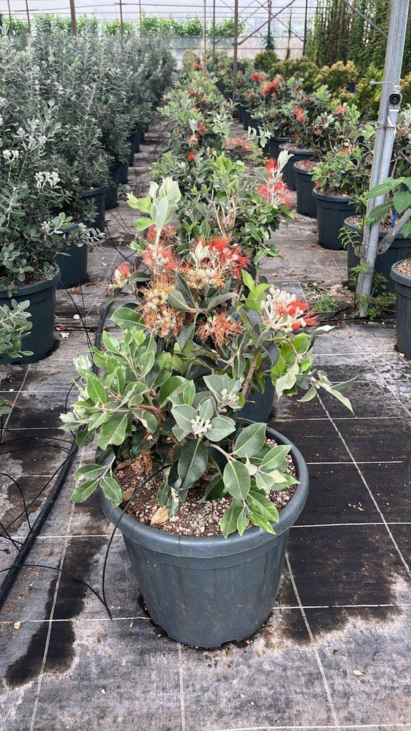 METROSIDEROS THOMASII