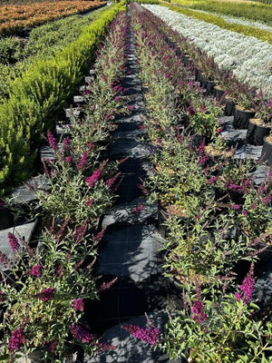 BUDDLEJA BUZZ VELVET