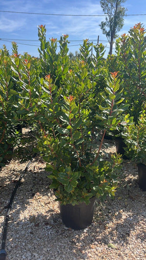 ARBUTUS UNEDO