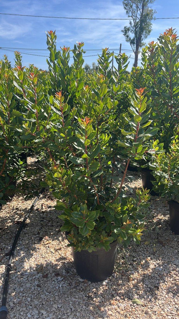 ARBUTUS UNEDO