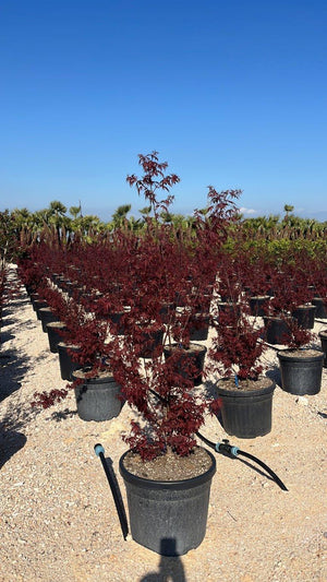 ACER PALMATUM SKEETERS BROOM