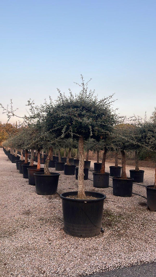 QUERCUS S. SUBER