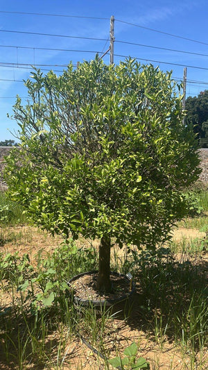 CITRUS MITIS