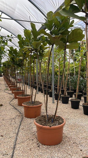 FICUS S. LYRATA