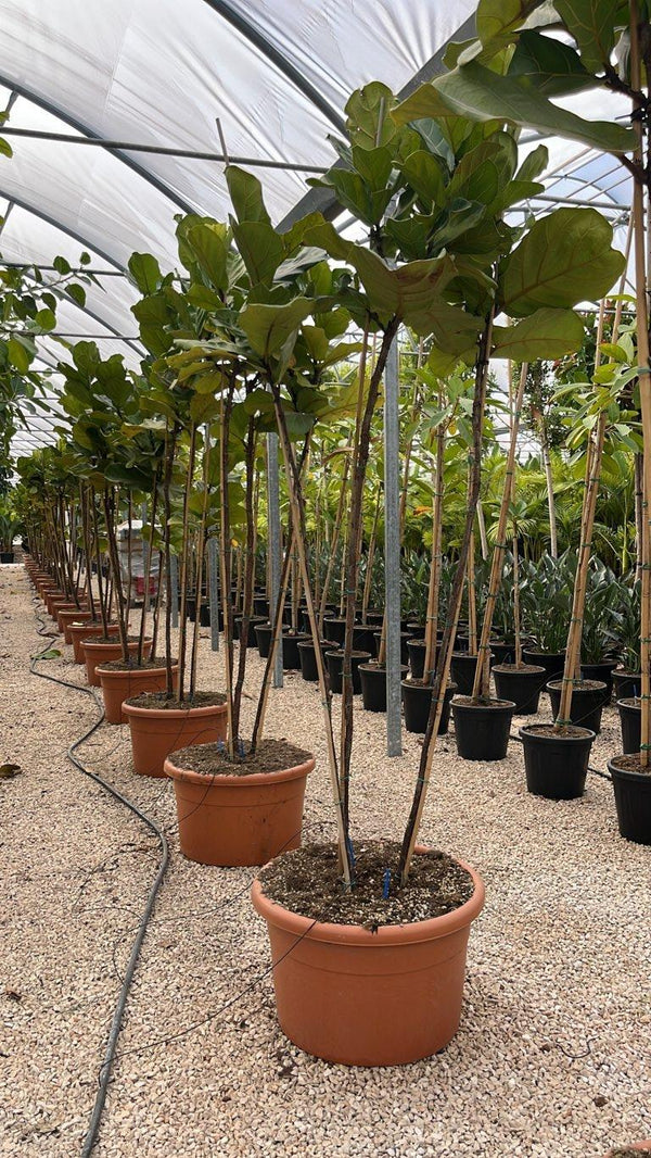 FICUS S. LYRATA